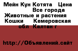 Мейн Кун Котята › Цена ­ 15 000 - Все города Животные и растения » Кошки   . Кемеровская обл.,Калтан г.